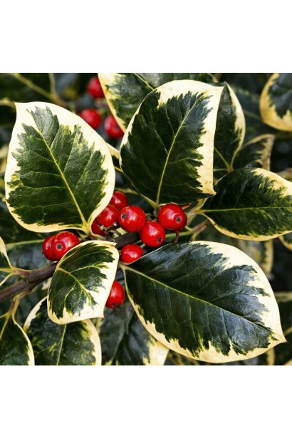 Падуб алтаклареньский Голден Кінг 